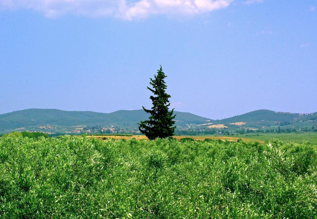 Apartments Karpetis A Green Paradise Psakoudia Pokój zdjęcie